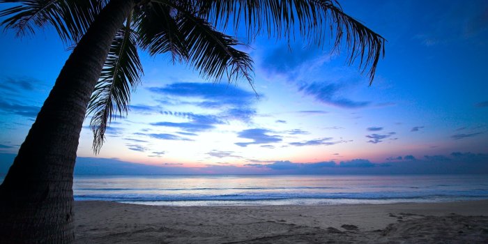 2560x1600 Caribbean Night Sky | cloudy sky weeping palm tree tropical sunset
