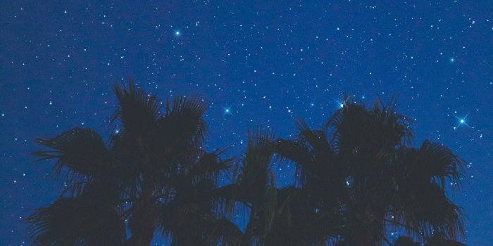 1280x1920 Palm trees against night sky..wonder where it's at? | Palm trees