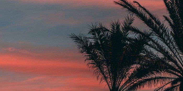 1536x2048 Tropical night HD Wallpaper Retina iPad - HD Wallpaper