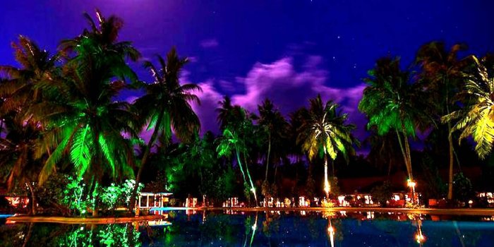 1440x1280 tropical night wallpaper by _____X - 57 - Free on ZEDGE™