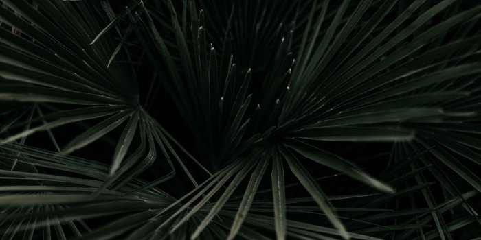 3415x3415 Download wallpaper 3415x3415 leaves, palm, tropical, branches