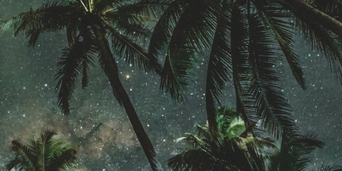 1440x2560 Palms Trees Starry Sky Wallpaper - [1440x2560] | Photo paysage