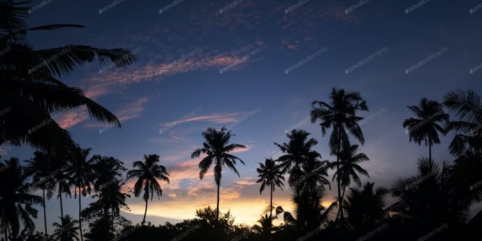1600x900 Tropical night view of palm trees and sunset sky photo by koldunov