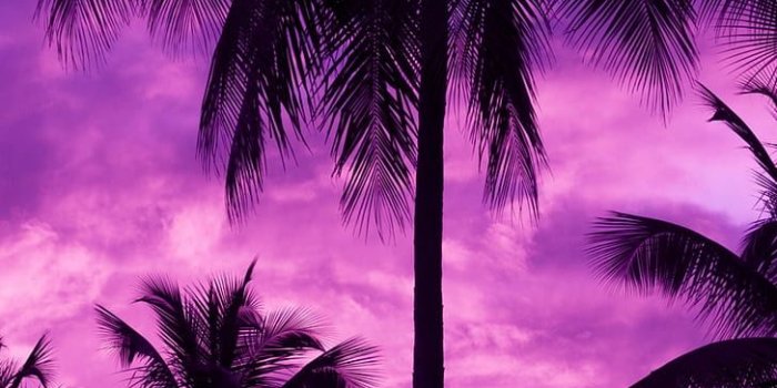728x1295 HD wallpaper: purple background, palm trees, outdoors, dark, sky | Wallpaper  Flare