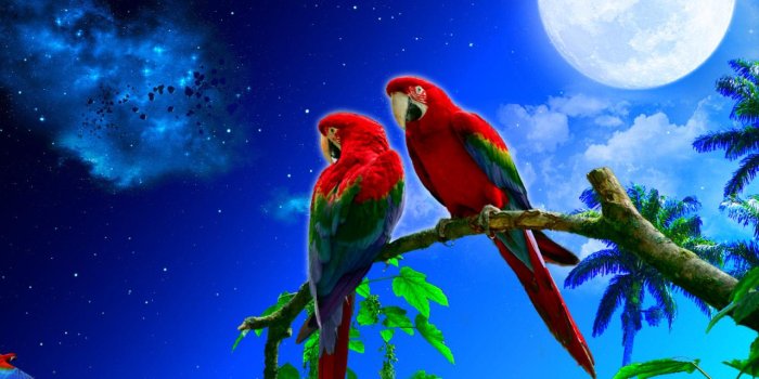 1280x1024 Two parrots in Tropical Night HD wallpaper download