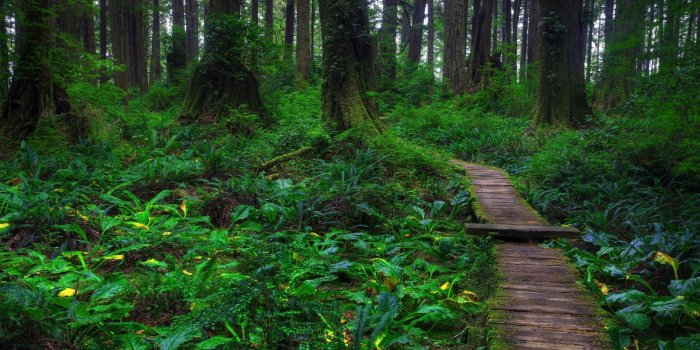 2560x1600 Forest Path Wallpapers - Top Free Forest Path Backgrounds