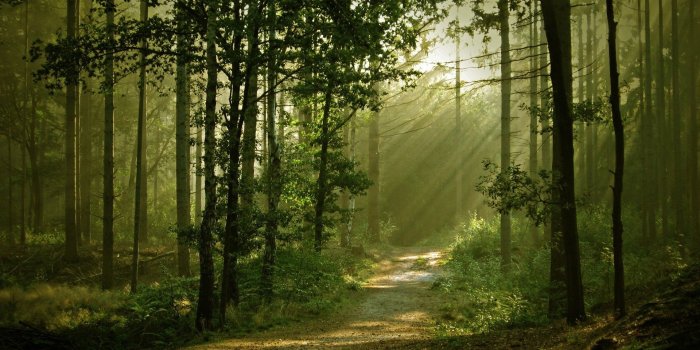 1920x1200 Forest Path Desktop Wallpaper 25679 - Baltana