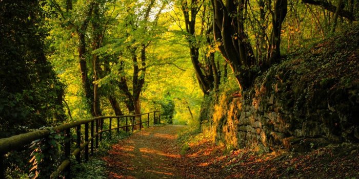 1600x900 Forest Path Wallpapers - Top Free Forest Path Backgrounds