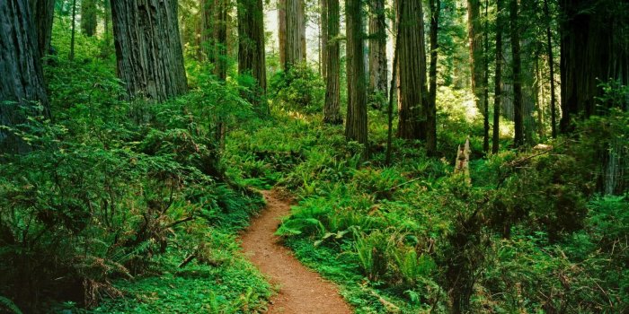 1920x1080 Free download Forest Path Desktop Background Image [1920x1080] for