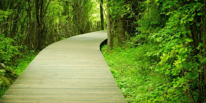 1920x1200 nature, Trees, Path Wallpapers HD / Desktop and Mobile Backgrounds