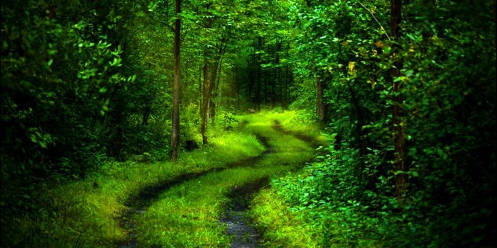 1920x1200 Forest Path Desktop Wallpapers | Nature pictures, Nature