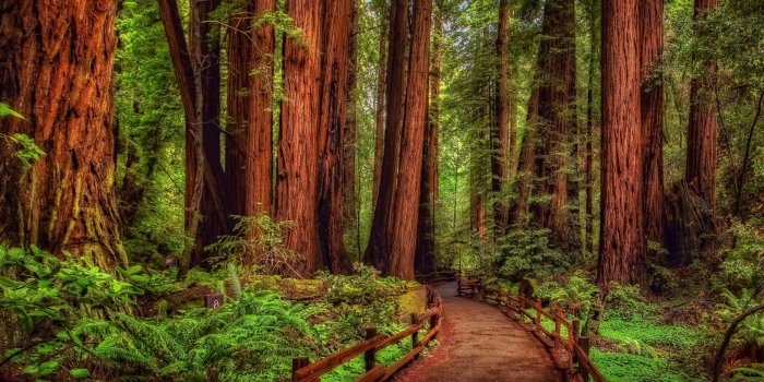 1920x1200 Redwood Forest Path HD Wallpaper | Background Image | 1920x1200