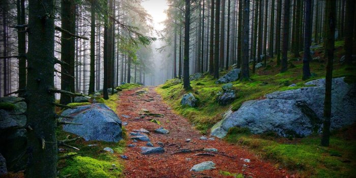 2800x1867 forest path 2800x1867 wallpaper – Nature Forests HD Desktop Wallpaper