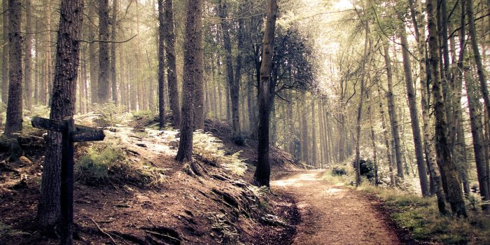 1920x1200 Forest Path Desktop Wallpaper | All White Background