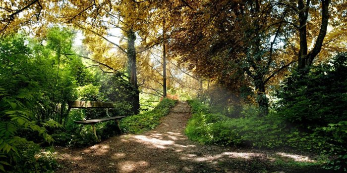 1920x1080 62+ Forest Path Wallpapers on WallpaperPlay