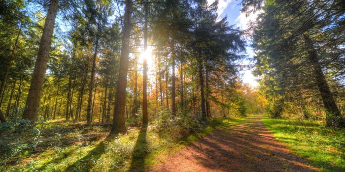 1920x1281 Forest Path HD Desktop Wallpapers | All White Background