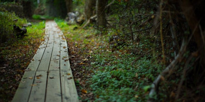 2560x1600 trees autumn season path boardwalk 2560x1600 wallpaper – Nature