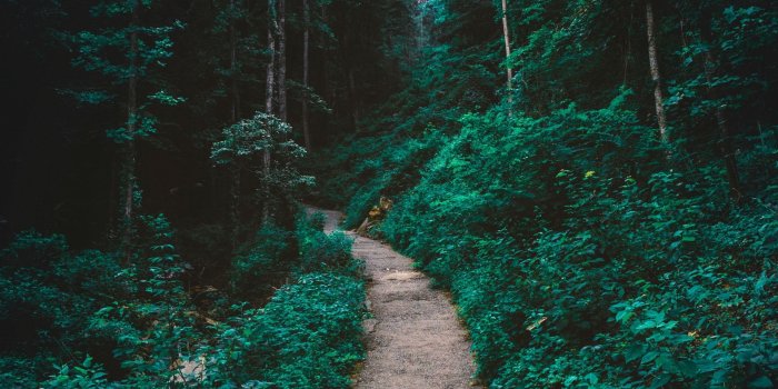 1920x1080 Forest Path Desktop Backgrounds | All White Background