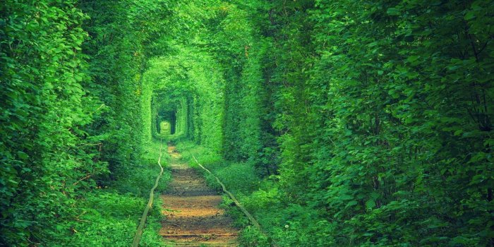 1920x1200 Desktop Wallpaper Trees (52+ images)