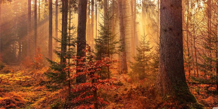 3840x1600 Autumn Forest Path Wallpapers