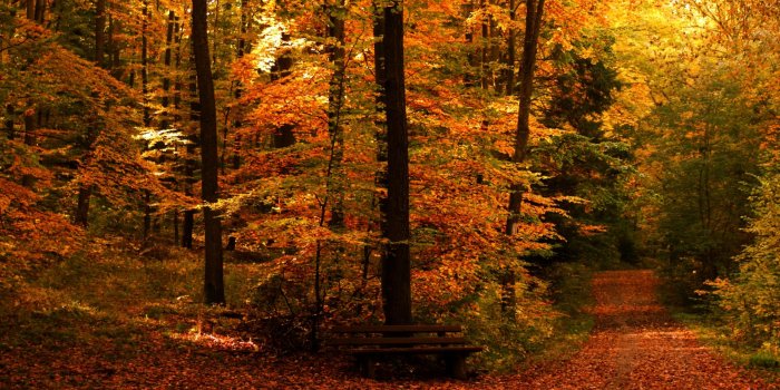 2560x1600 Timeline - Fall Path Desktop Background, Hd Wallpapers