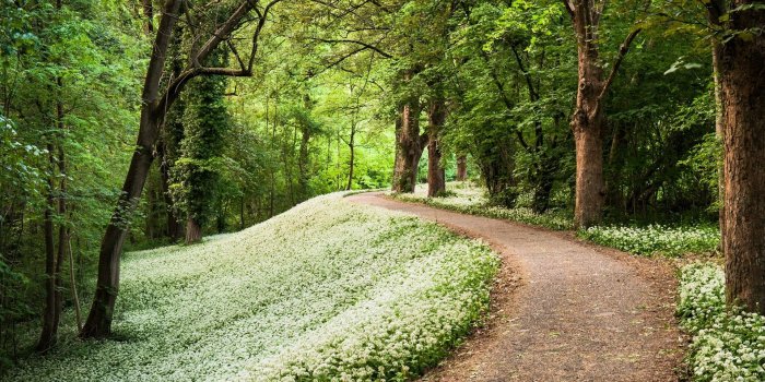 1920x1080 trees flowers forest path spring season roads avenue 1920x1080