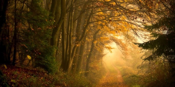 1600x1000 Forest Path Wallpapers