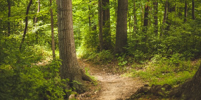 5120x3200 Forest Path Ultra HD Desktop Background Wallpaper for 4K UHD TV