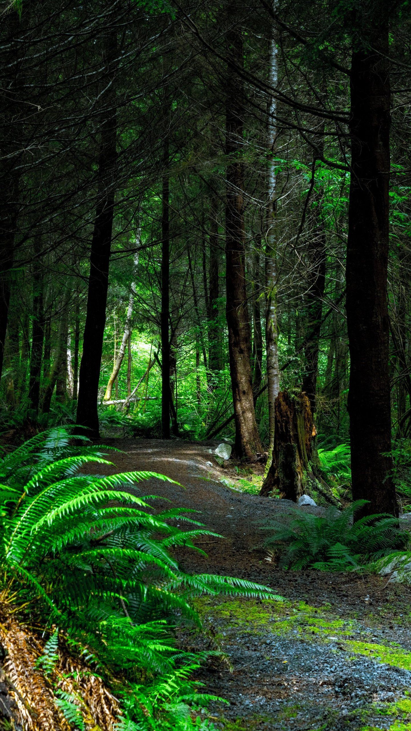 1440x2560 Forest Path Wallpaper - iPhone, Android & Desktop Backgrounds