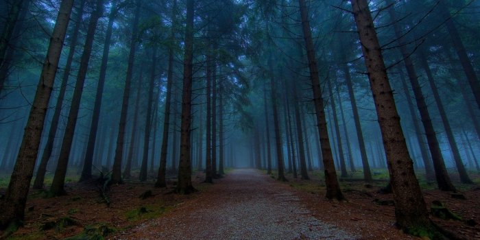 1920x1080 Woods Wallpaper (With images) | Dark wood wallpaper, Wallpaper