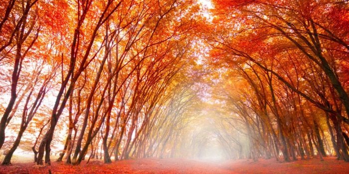 1331x806 Forest Nature Autumn Elysium Mist Path Desktop Wallpaper - Autumn