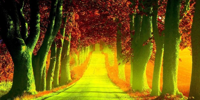 1920x1080 Forest Path Desktop Wallpaper, Forest Path Images, New Wallpapers