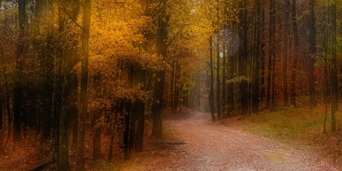 1280x851 Desktop Wallpapers Trail Nature Autumn Forests Trees