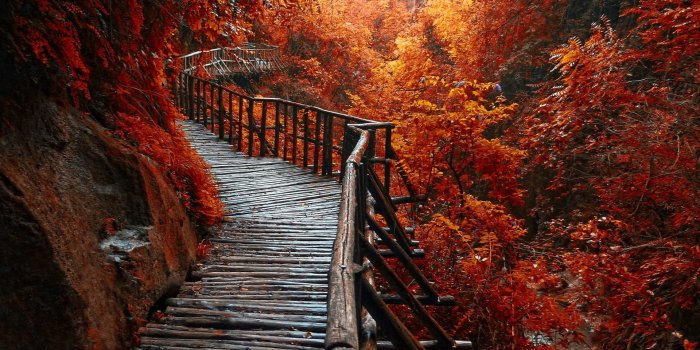 1920x1200 nature, Landscape, River, Forest, Fall, Walkway, Path, Trees