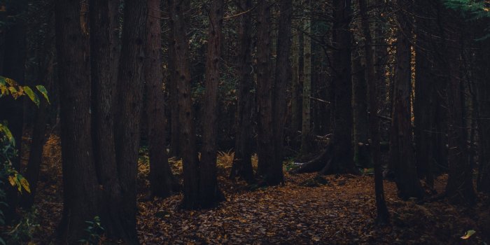 5120x2160 Forest path HD Wallpaper 4K Ultra HD Wide TV - HD Wallpaper