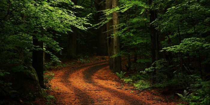 2560x1440 Beautiful Forest Path Ultra HD Desktop Background Wallpaper for 4K