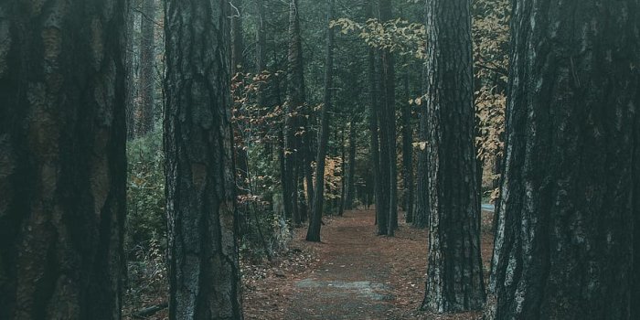 910x1365 HD wallpaper: path, forest, wood, woodland, tree, track, fog