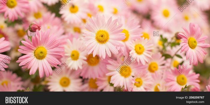 1500x796 Beautiful Wide Angle Image & Photo (Free Trial) | Bigstock