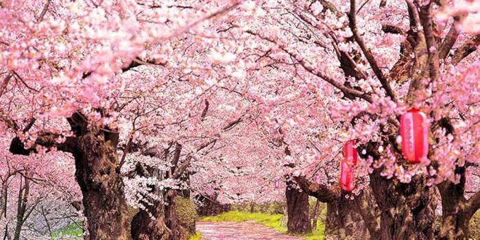 1000x1000 2020 Pink Cherry Blossoms Photo Shoot Backgrounds Old Trees With