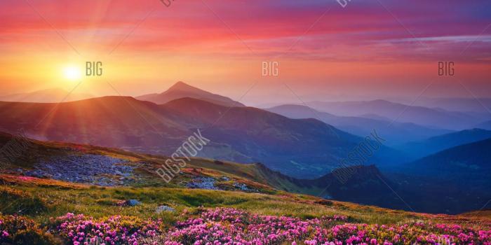 1227x1620 Charming Pink Flower Image & Photo (Free Trial) | Bigstock