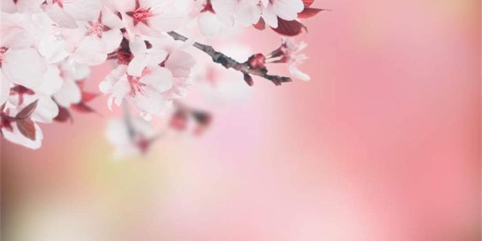 1000x1000 Amazon.com : Laeacco Sakura Blossom Branches Bokeh Landscape Pink