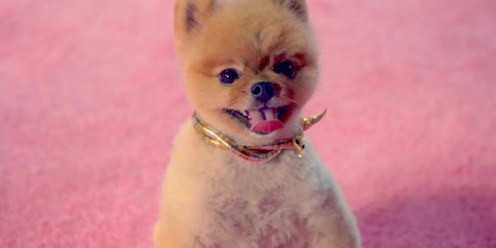 1920x1080 Lovely Puppies | Katy Perry – Dark Horse HD Wallpapers, Photos