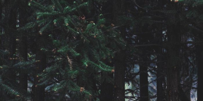 1125x2436 iPhone 11 HD 4k Forest Wallpapers