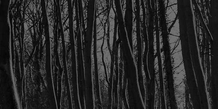 1125x2436 Dark Forest iPhone Wallpapers - Top Free Dark Forest iPhone