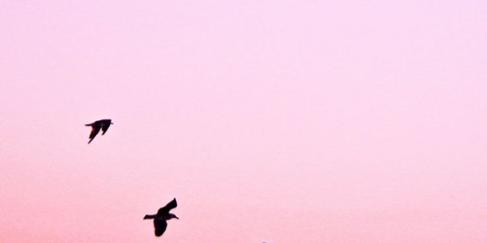 736x1308 9 Summer Sunset iPhone Wallpapers To Kill That Winter Depression