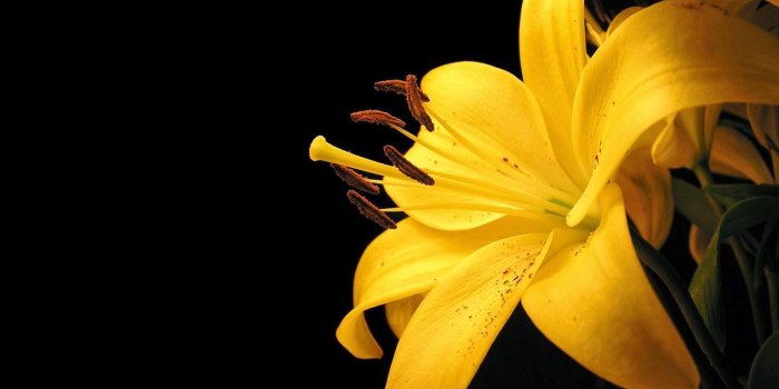 1600x1000 picture of Yellow Lily Flower | Yellow flower wallpaper, Yellow