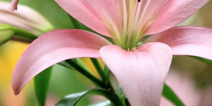 750x1334 Lily Flower Iphone - 750x1334 Wallpaper - Ecopetit.cat