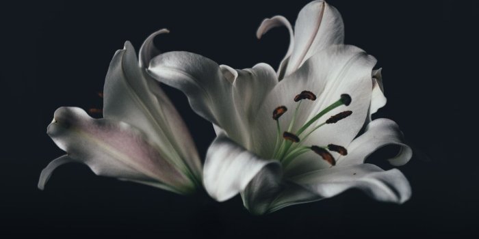 1080x1440 white oriental lily flower photo – Free Flower Image on Unsplash