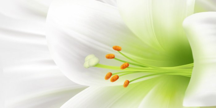 1920x1080 64+ Lily Wallpapers on WallpaperPlay