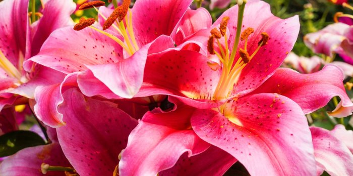 1920x1200 Gorgeous Lily Flower wallpaper | 1920x1200 | #23137